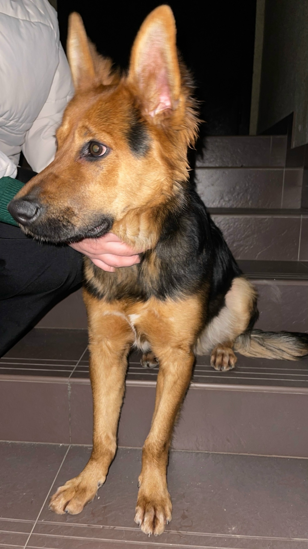 Пропала собака в Сочи — фото объявления