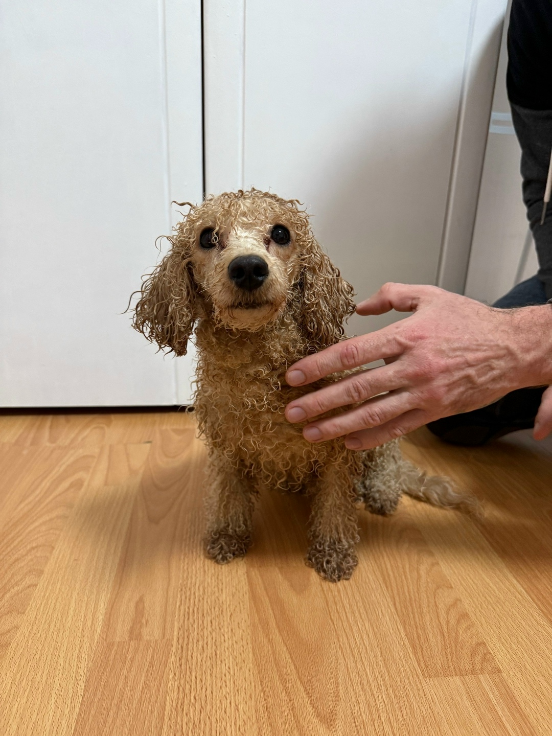 Найдена собака в Сочи — фото объявления