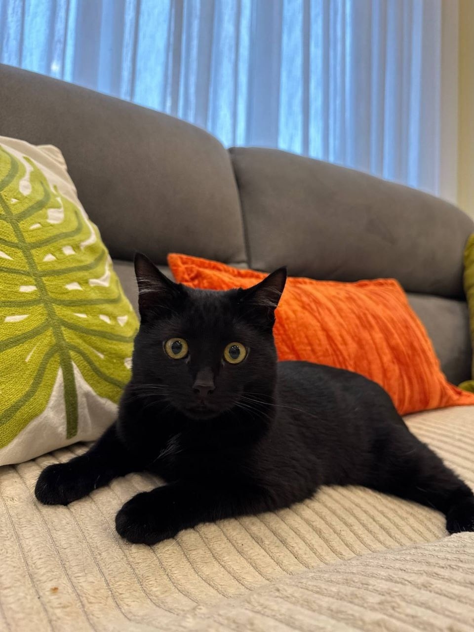 Пропала кошка в Сочи — фото объявления