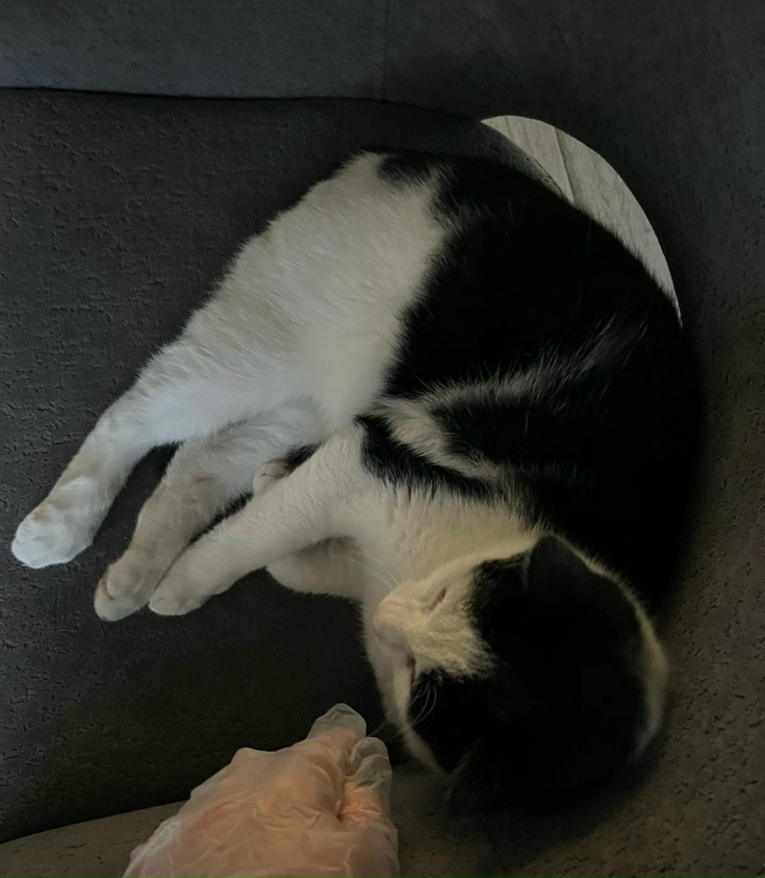 Найдена кошка в Сочи — фото объявления