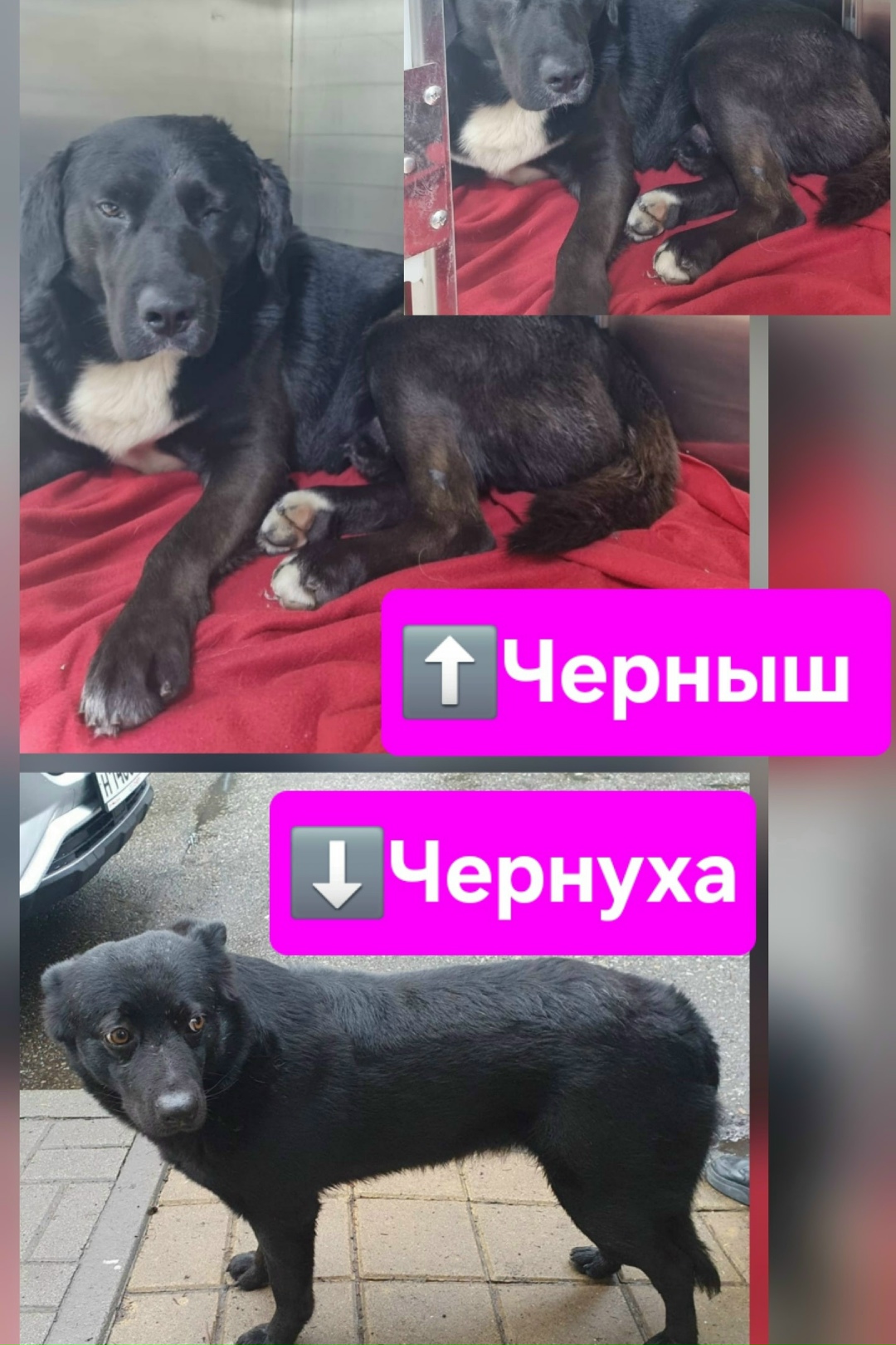 Пропала собака в Сочи — фото объявления