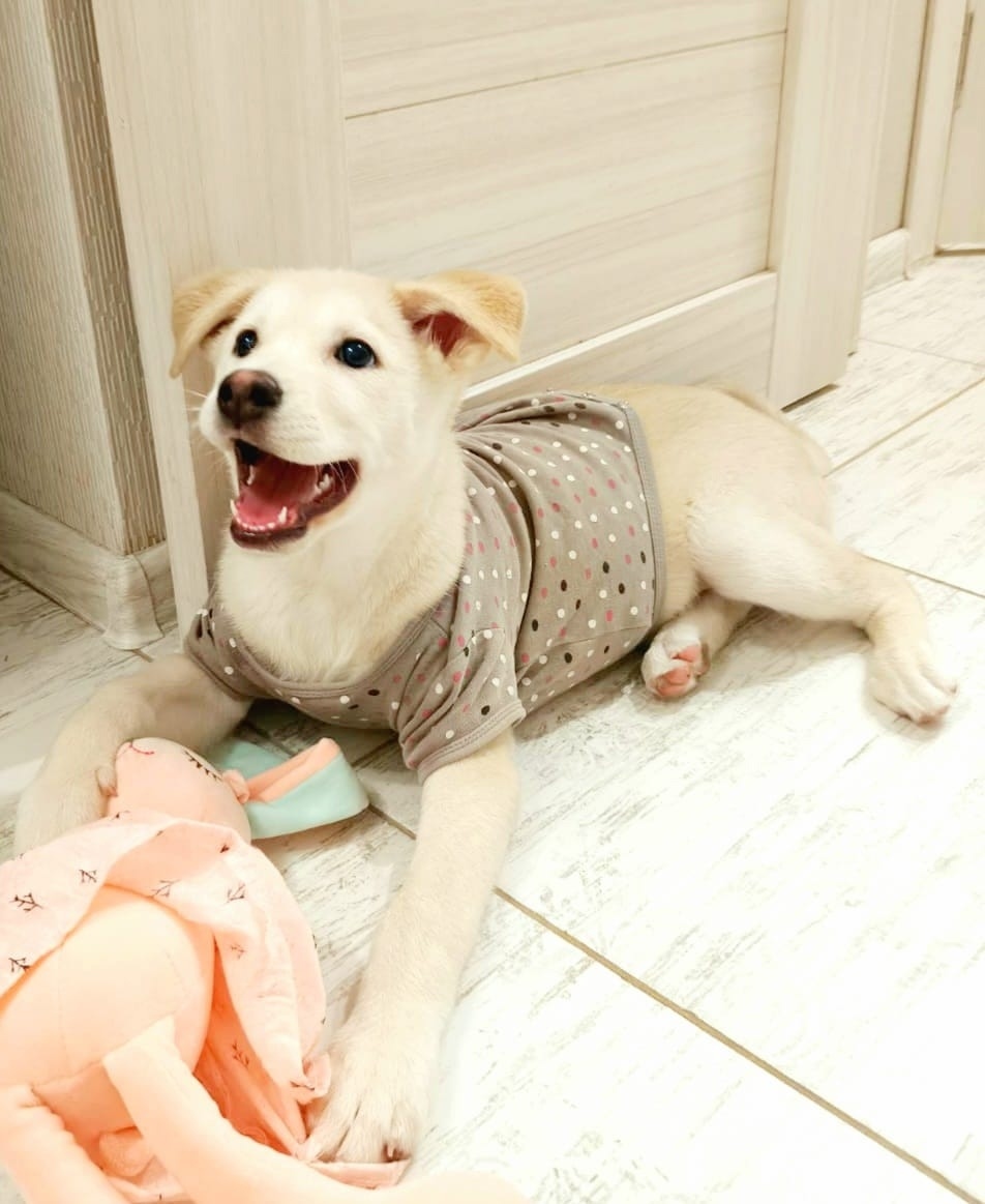 Найдена собака в Сочи — фото объявления