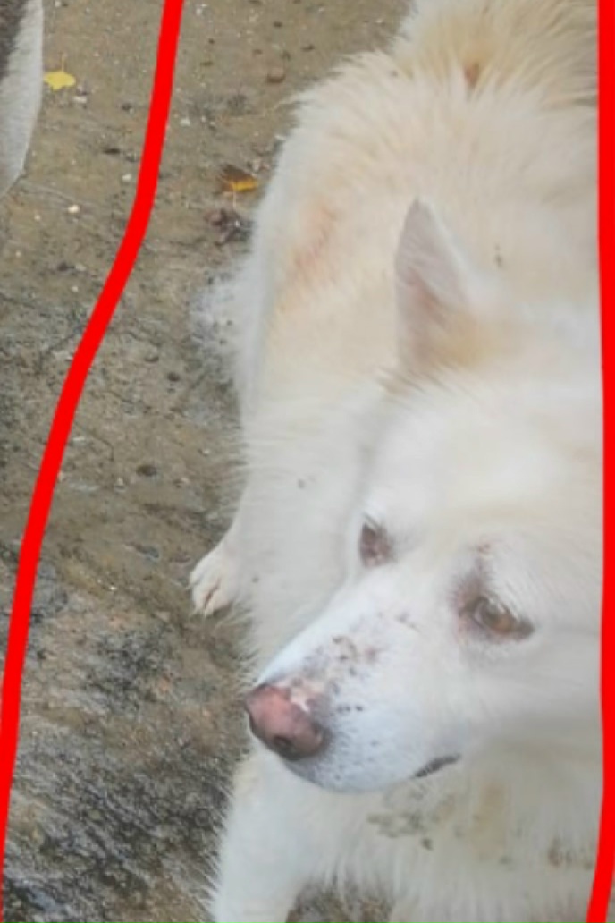 Пропала собака в Сочи — фото объявления