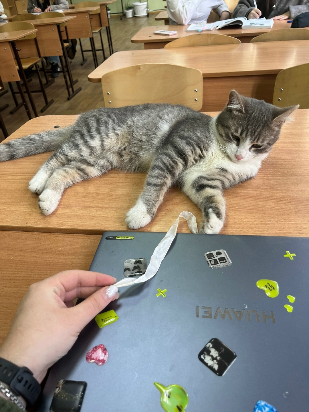 Найдена кошка в Сочи — фото объявления