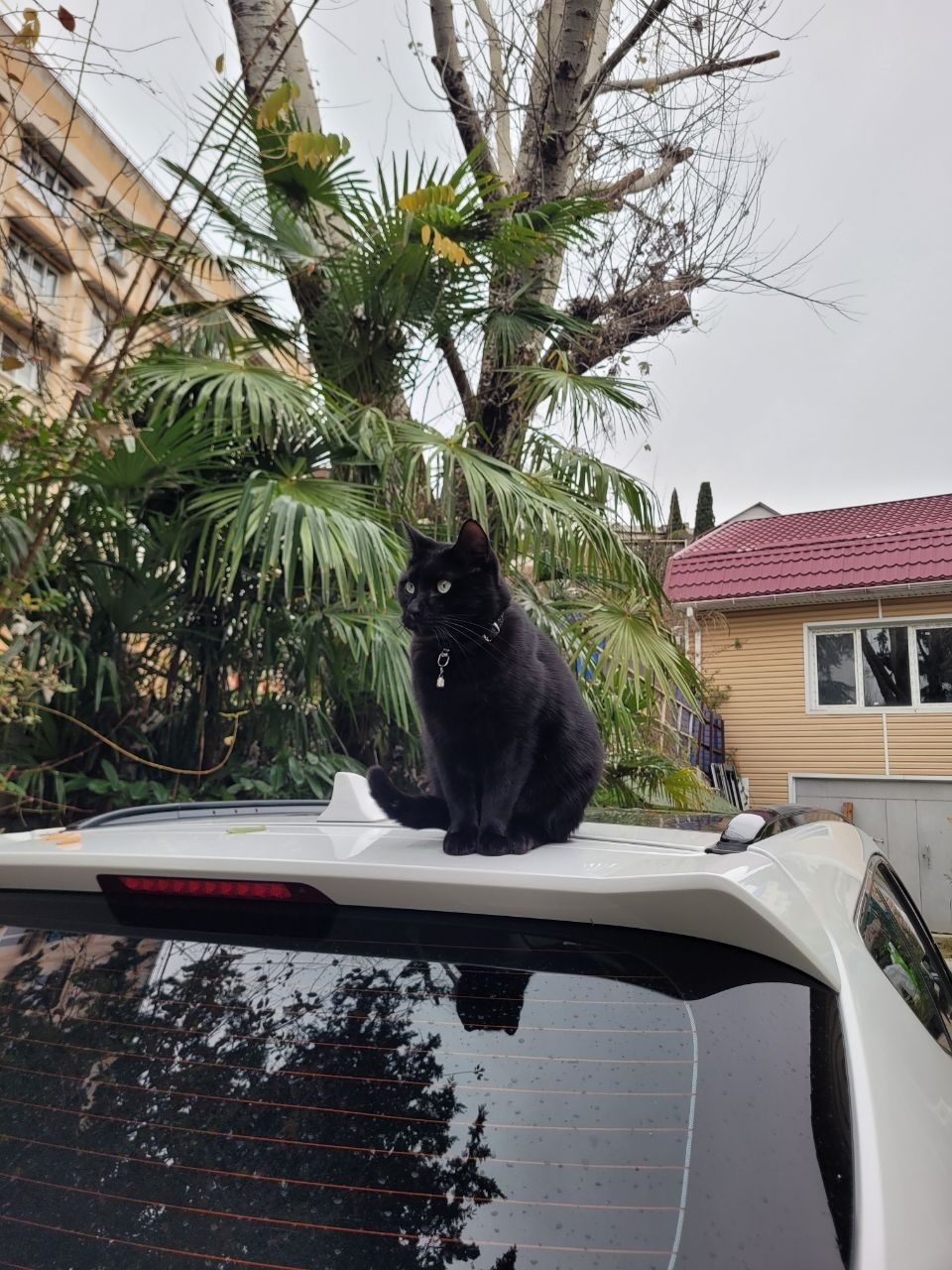 Пропала кошка в Сочи — фото объявления