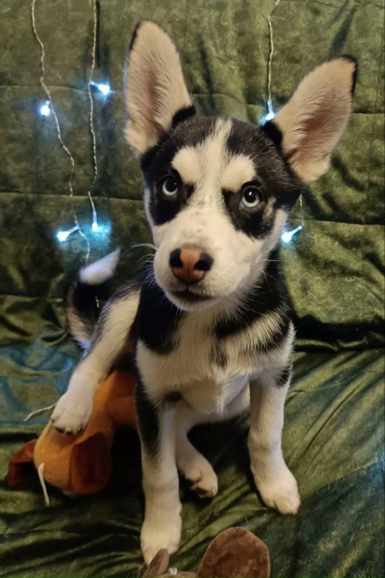 Пропала собака в Сочи — фото объявления