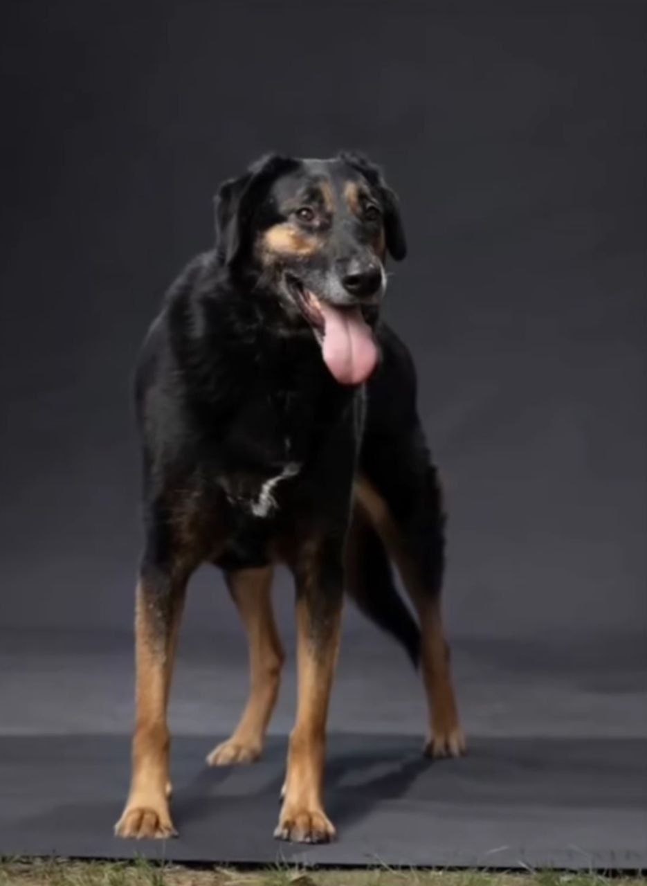 Пропала собака в Сочи — фото объявления