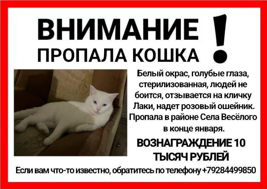 Пропала кошка в Сочи — фото объявления