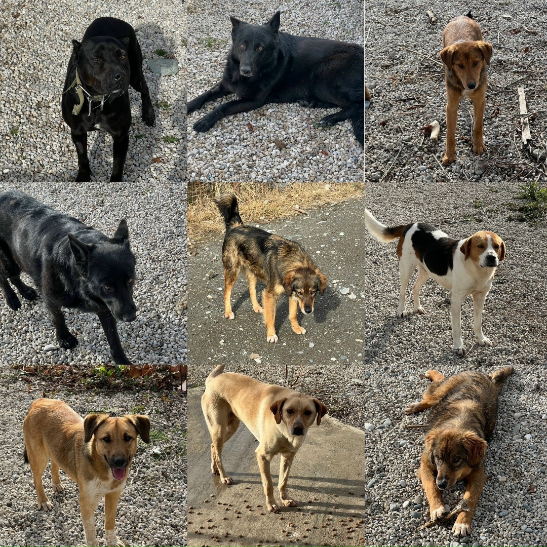 Пропала собака в Сочи — фото объявления