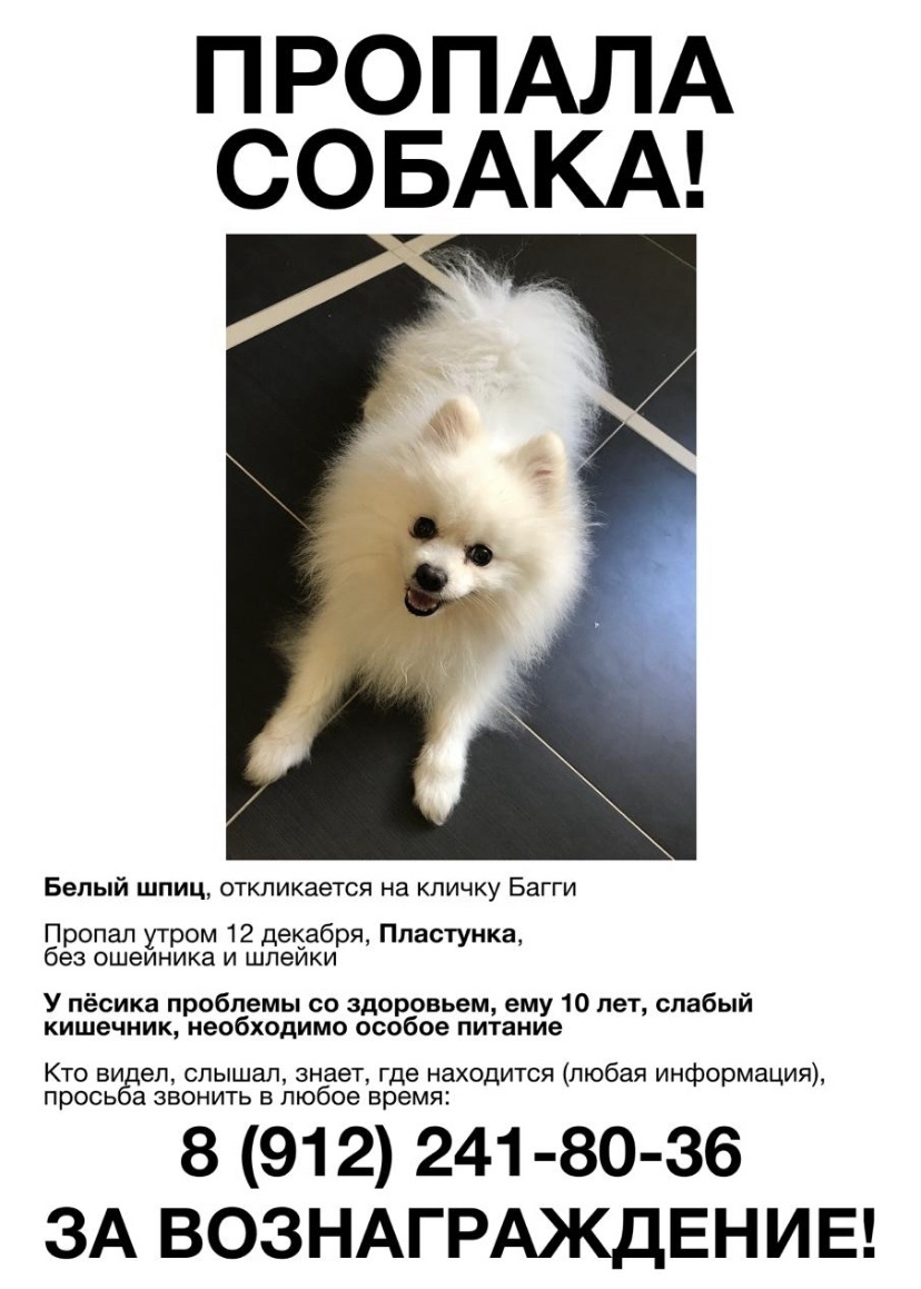 Пропала собака в Сочи — фото объявления
