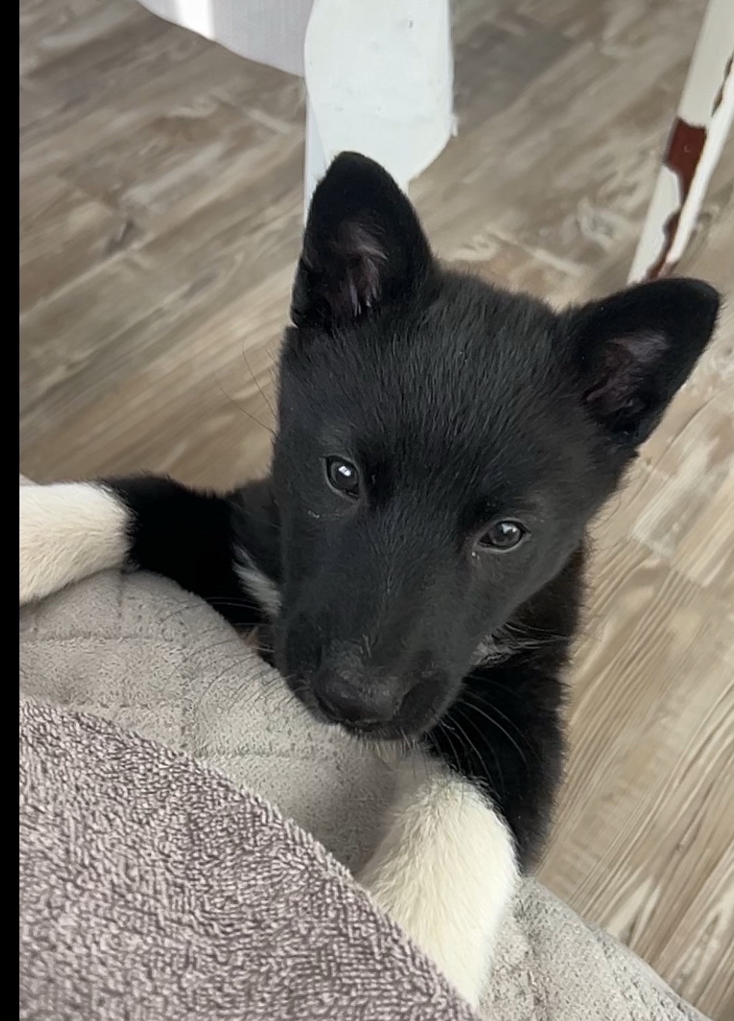 Найдена собака в Сочи — фото объявления