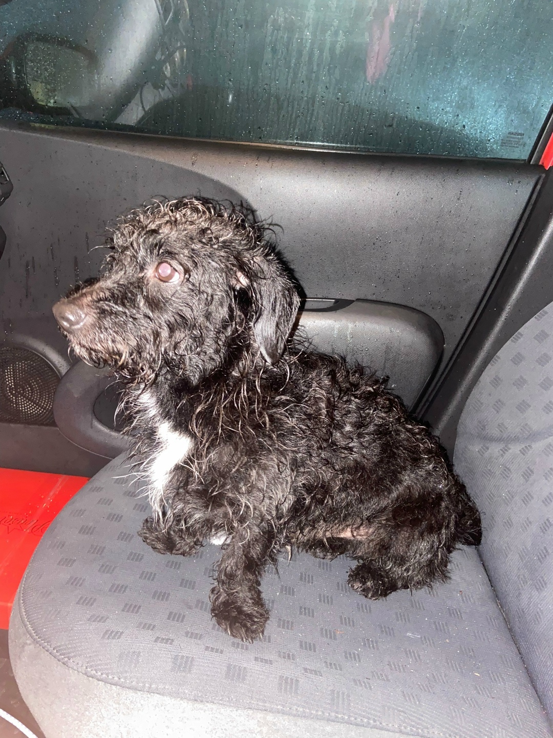 Пропала собака в Сочи — фото объявления