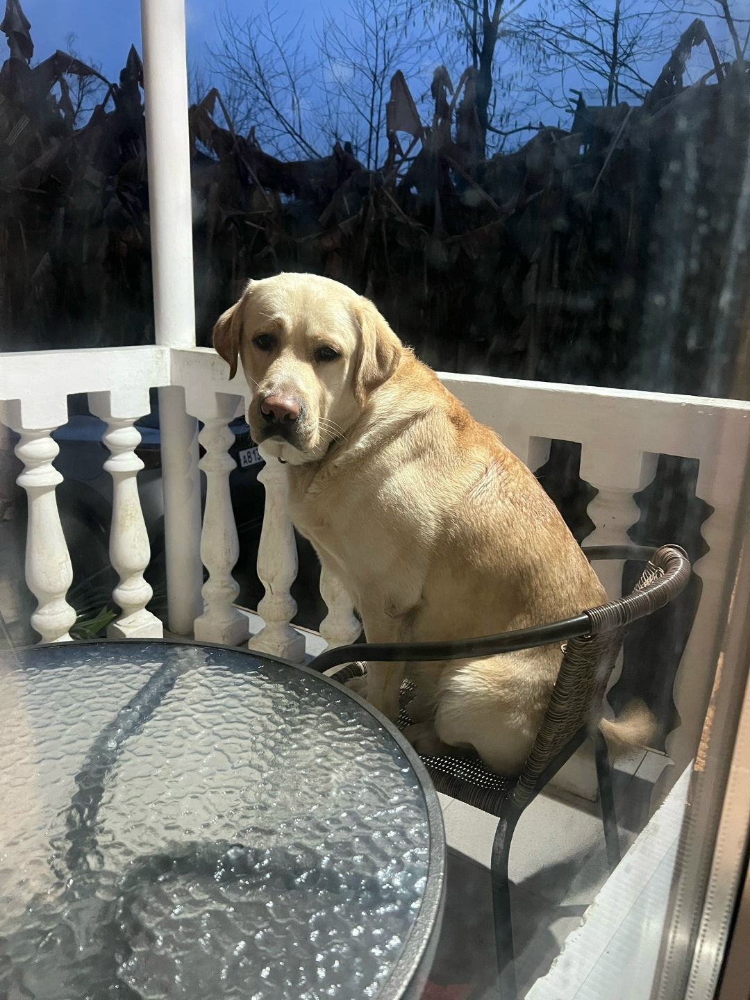 Пропала собака в Сочи — фото объявления