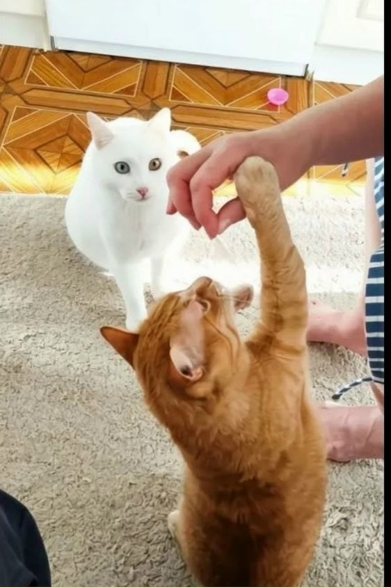 Найдена кошка в Сочи — фото объявления