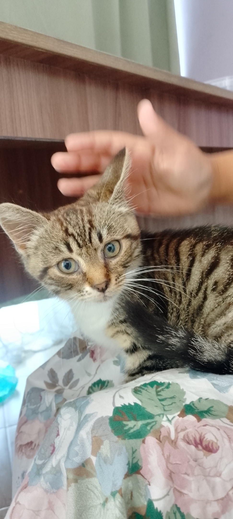 Найдена кошка в Сочи — фото объявления