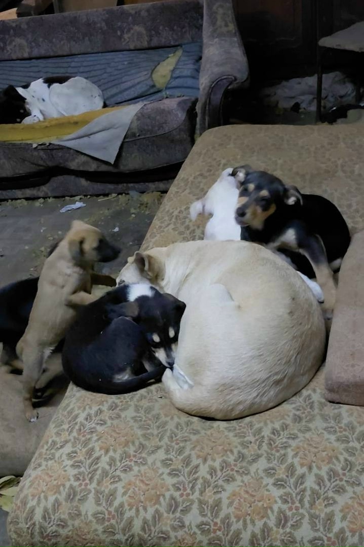 Пропала собака в Сочи — фото объявления