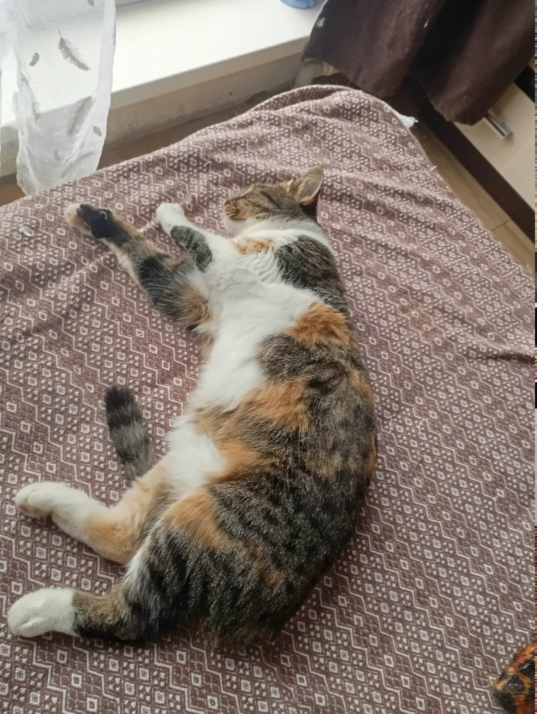 Пропала кошка в Сочи — фото объявления