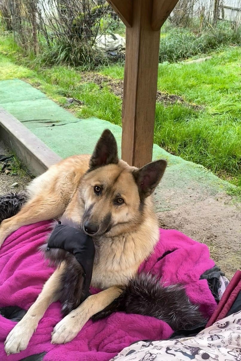 Пропала собака в Сочи — фото объявления