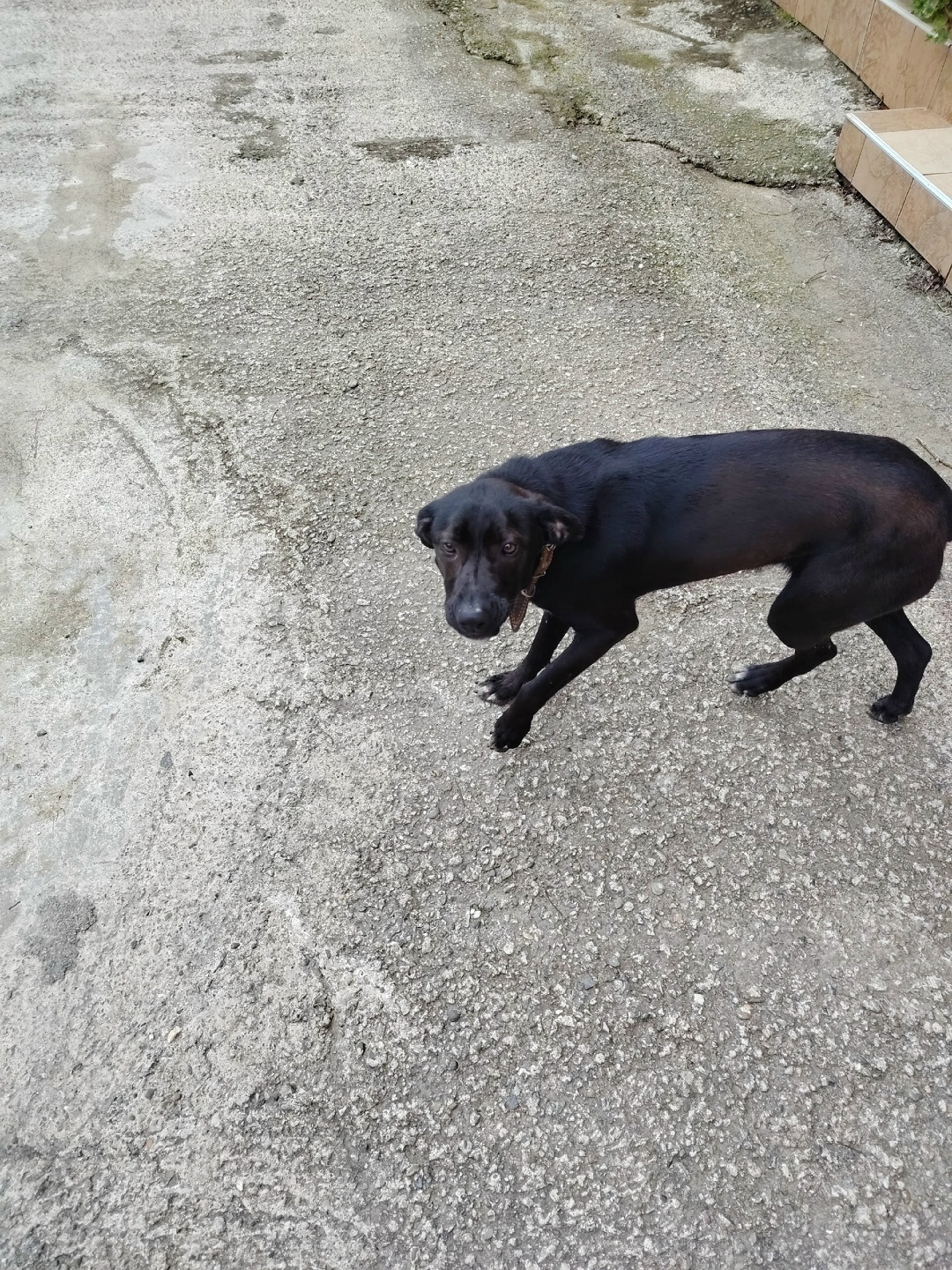 Пропала собака в Сочи — фото объявления