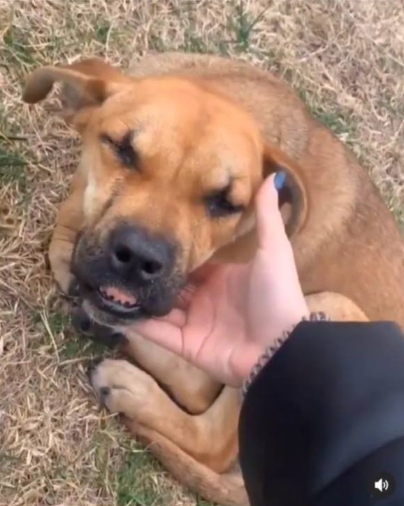 Найдена собака в Сочи — фото объявления