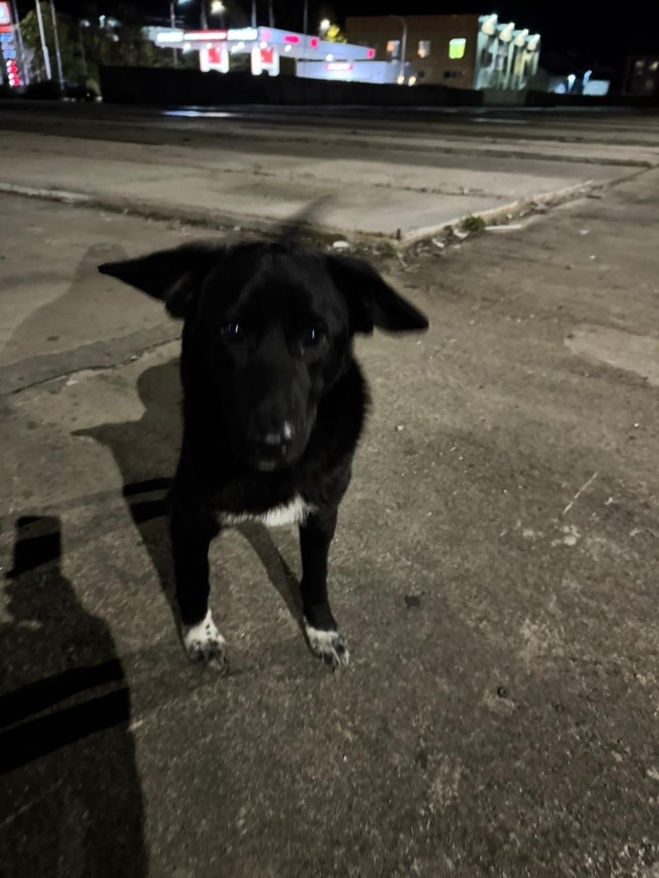 Пропала собака в Сочи — фото объявления