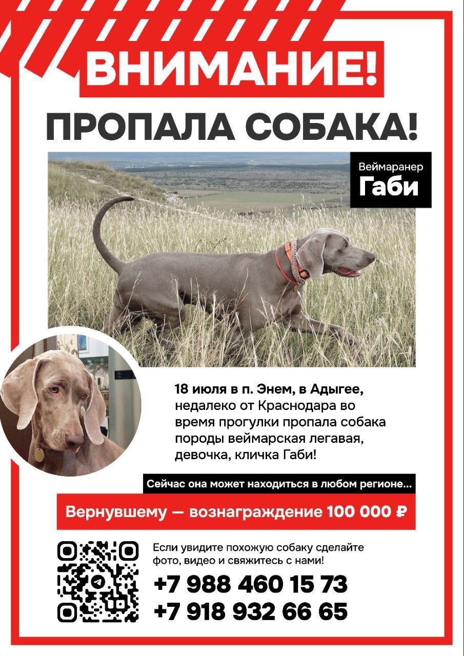 Пропала собака в Сочи — фото объявления