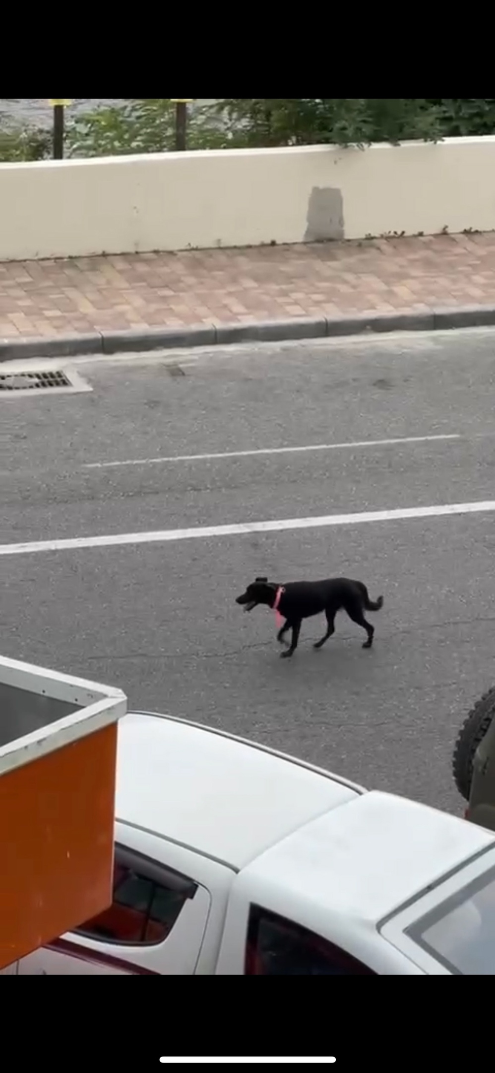 Пропала собака в Сочи — фото объявления