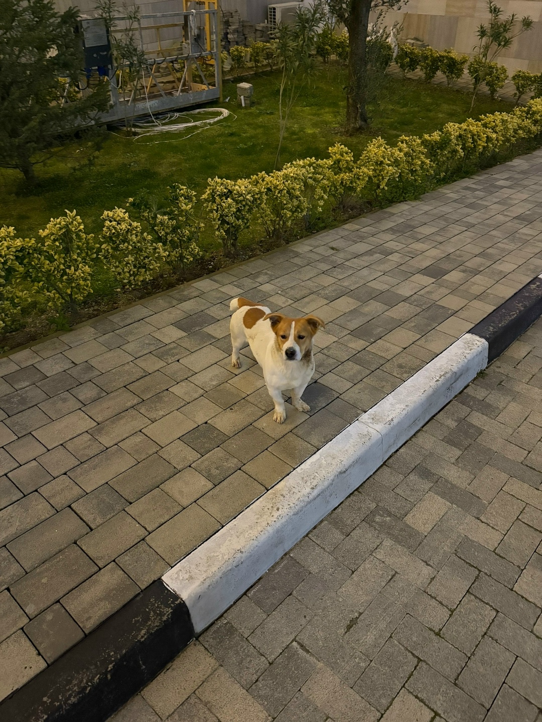 Найдена собака в Сочи — фото объявления