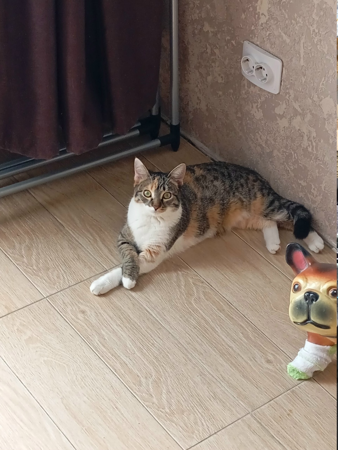 Пропала кошка в Сочи — фото объявления