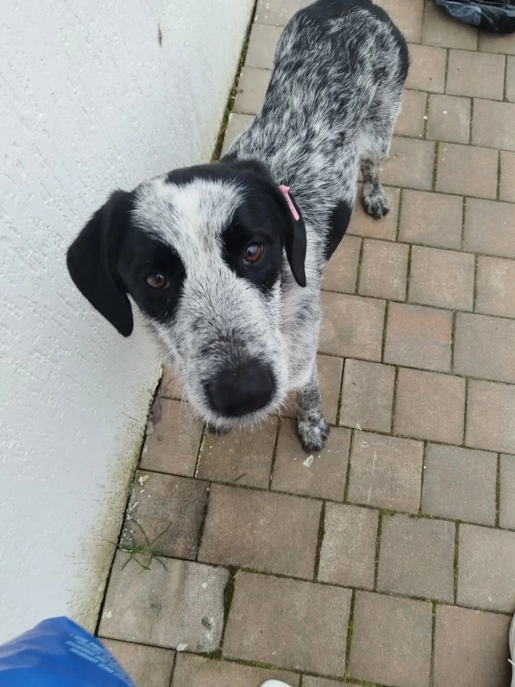 Пропала собака в Сочи — фото объявления