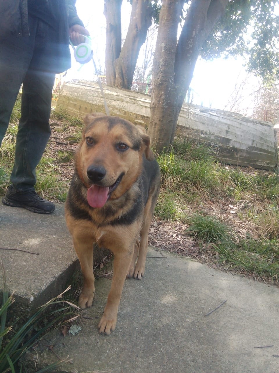 Пропала собака в Сочи — фото объявления