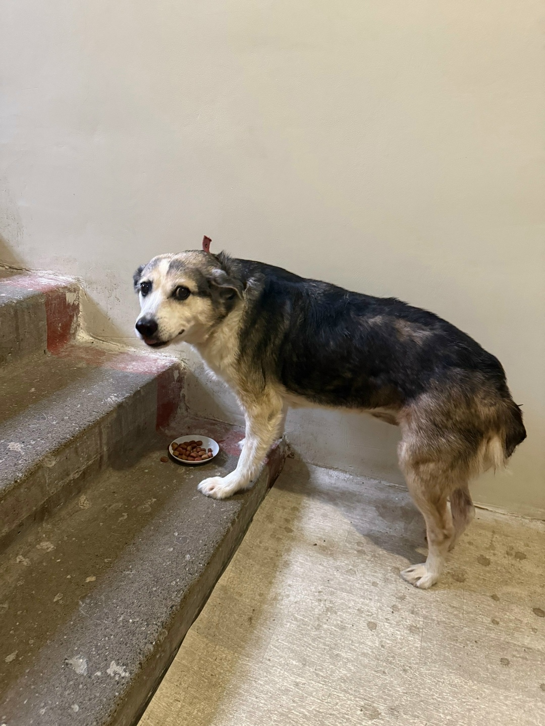 Пропала собака в Сочи — фото объявления