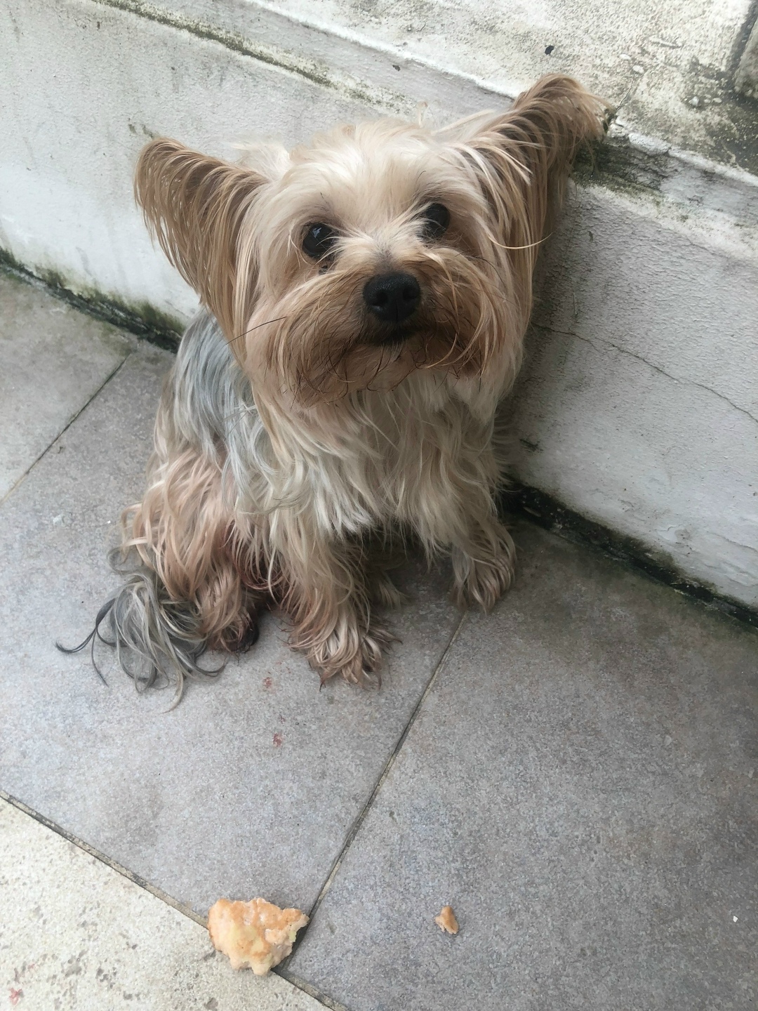 Пропала собака в Сочи — фото объявления