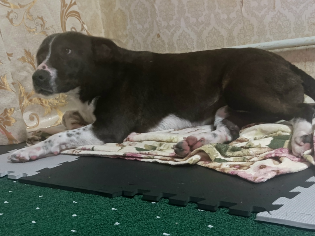 Найдена собака в Сочи — фото объявления