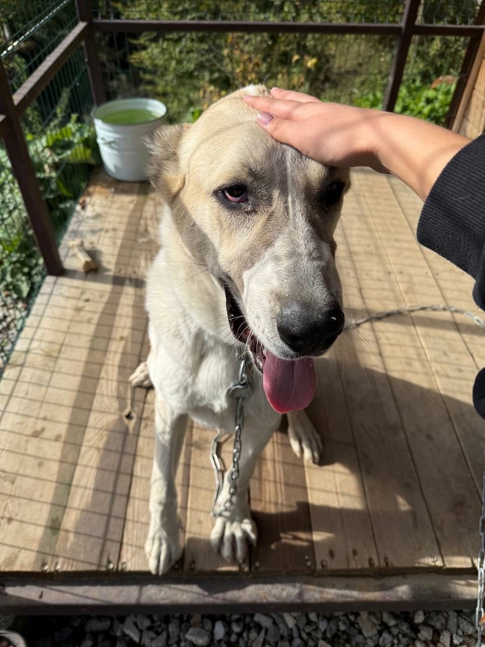 Пропала собака в Сочи — фото объявления