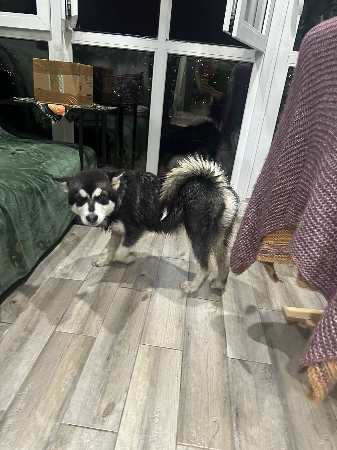 Найдена собака в Сочи — фото объявления