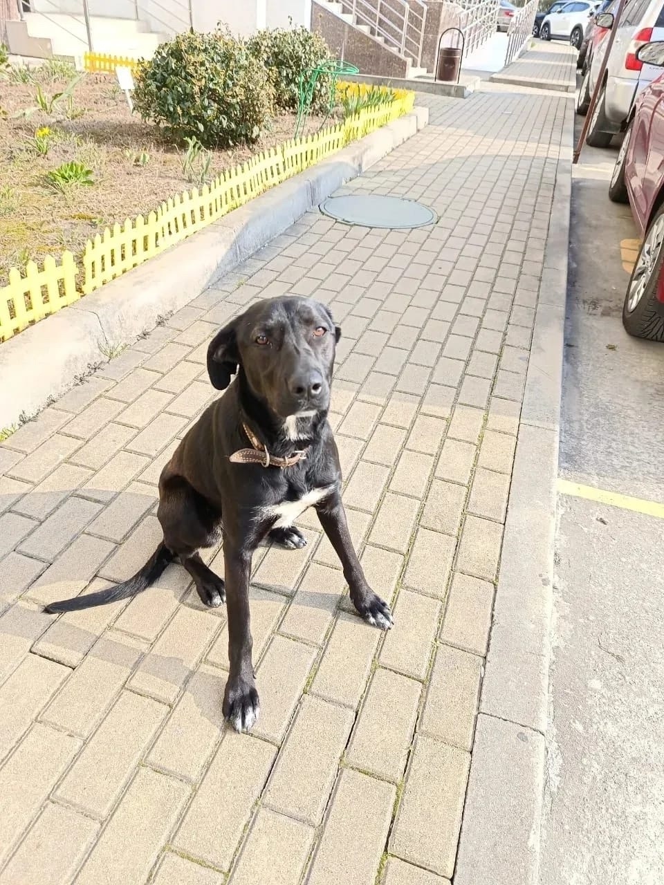 Найдена собака в Сочи — фото объявления