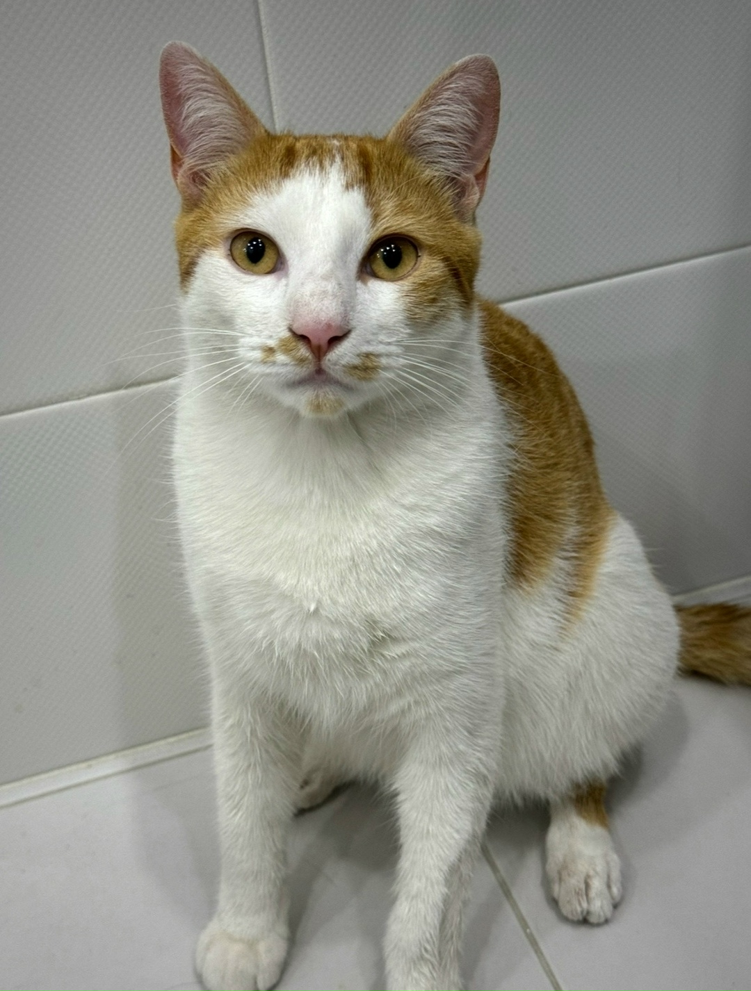 Пропала кошка в Сочи — фото объявления