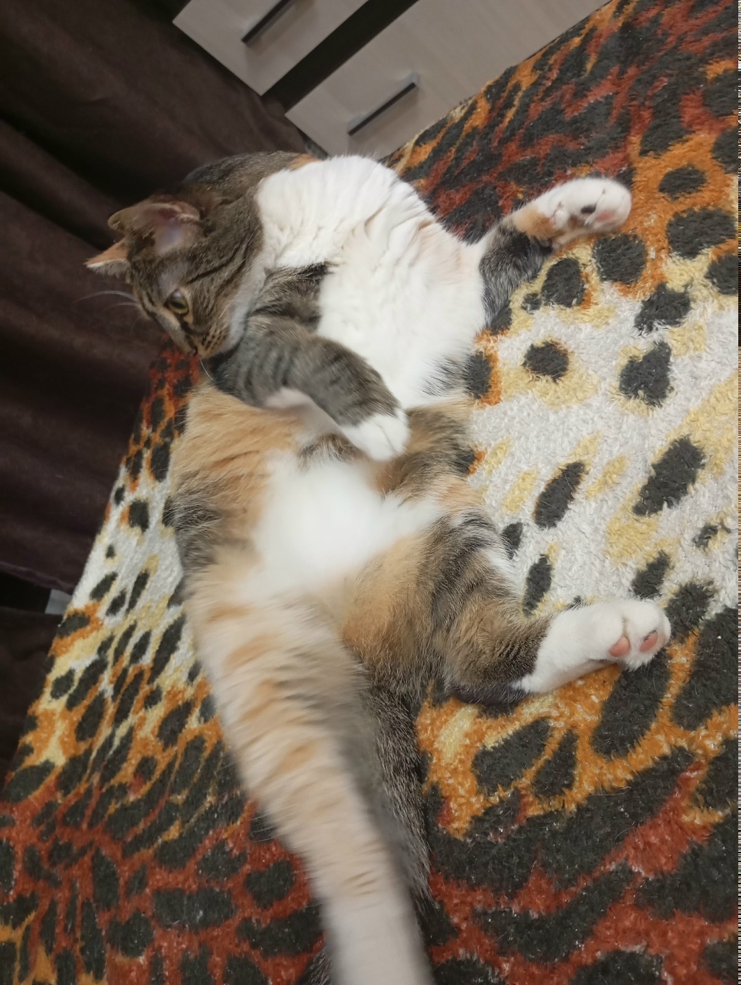 Пропала кошка в Сочи — фото объявления