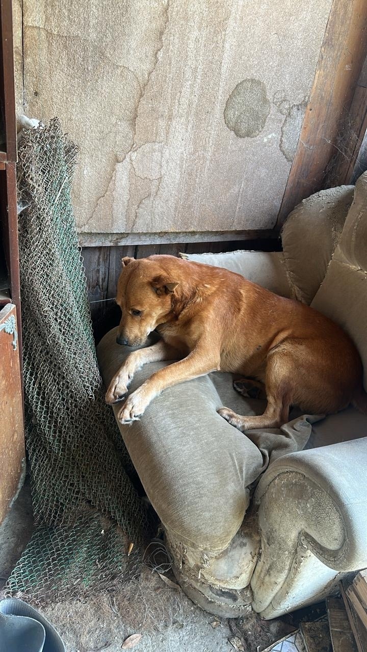 Пропала собака в Сочи — фото объявления