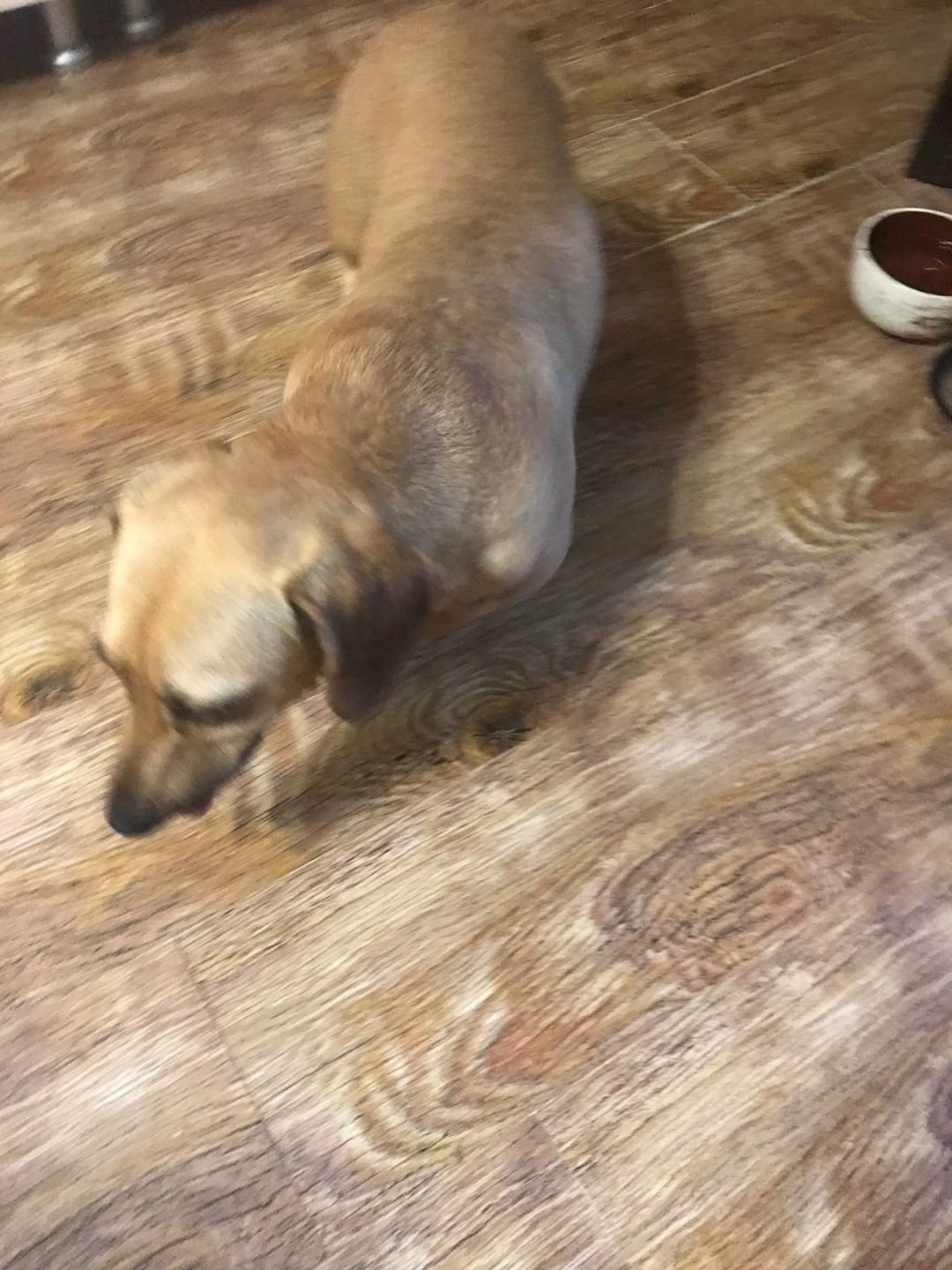 Найдена собака в Сочи — фото объявления