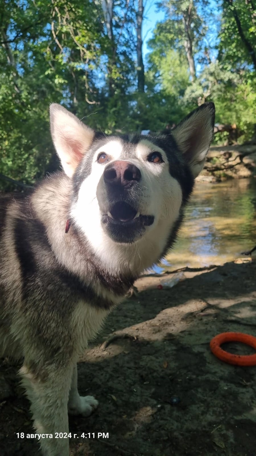 Пропала собака в Сочи — фото объявления