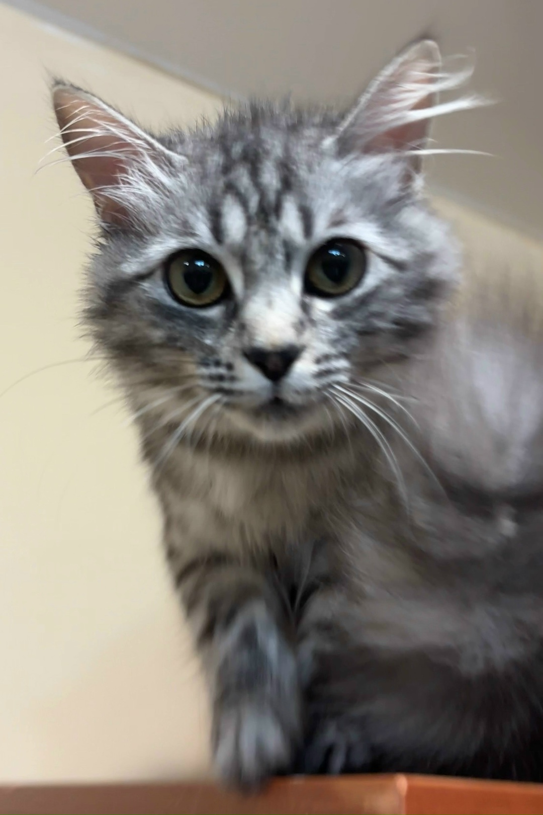 Пропала кошка в Сочи — фото объявления