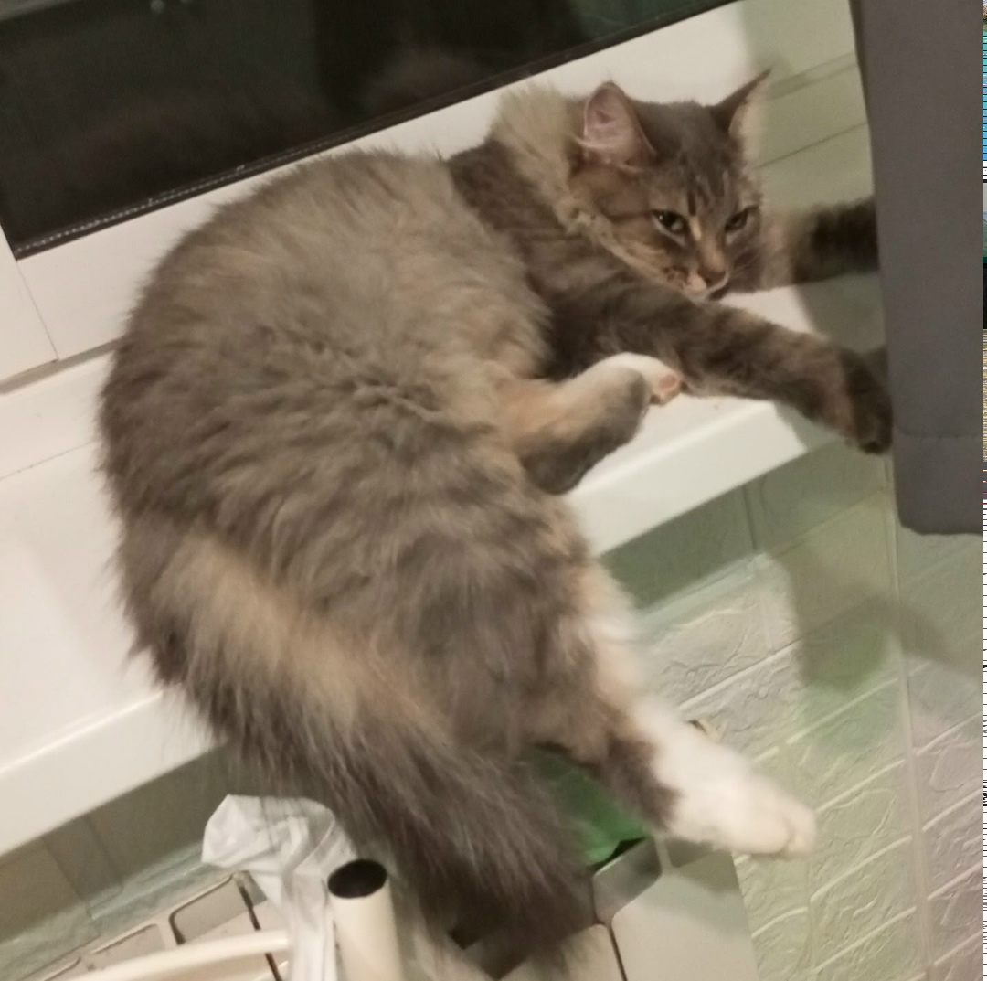 Пропала кошка в Сочи — фото объявления