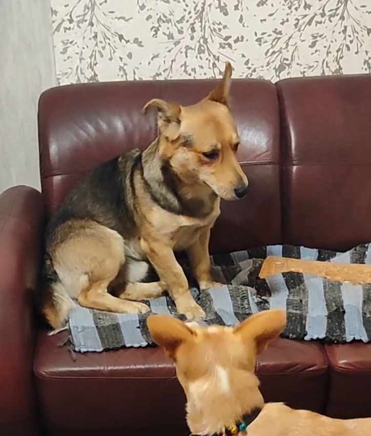 Найдена собака в Курске — фото объявления