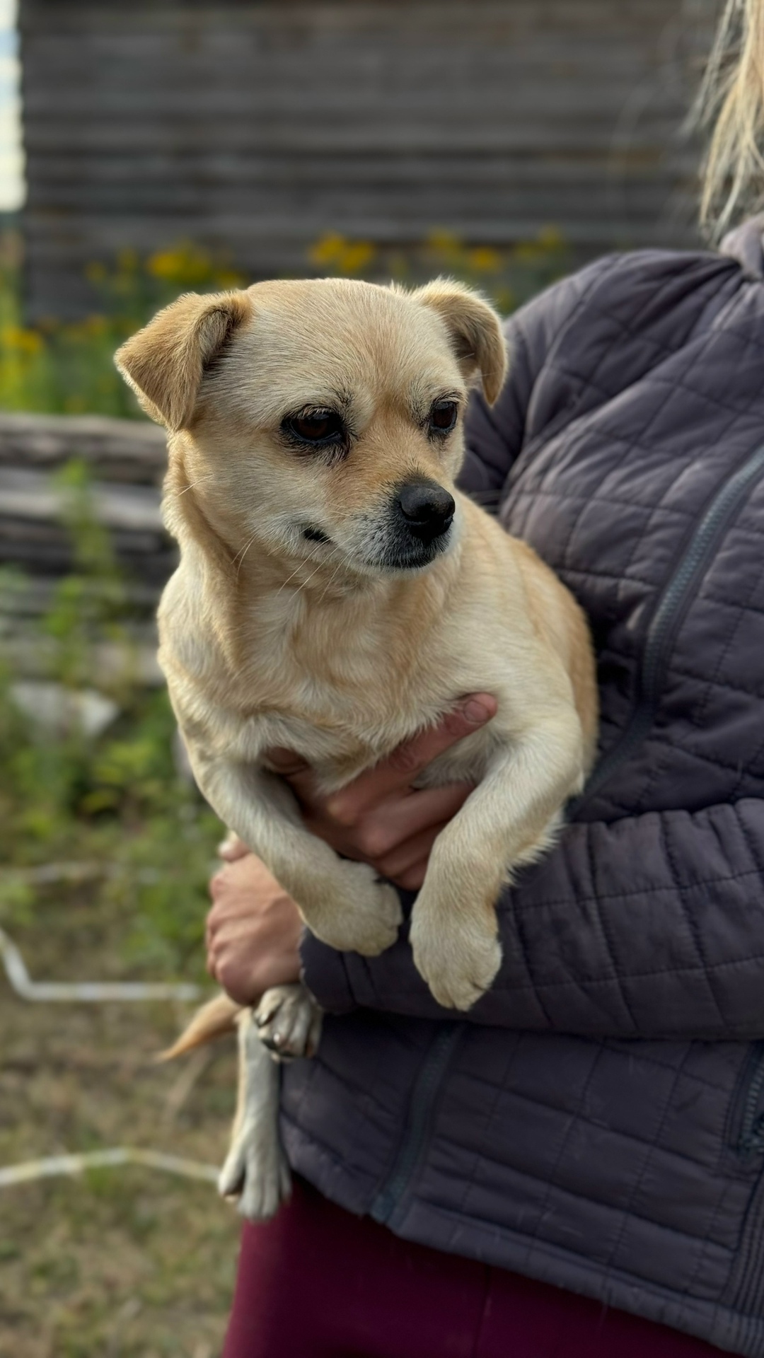 Найдена собака в Курске — фото объявления