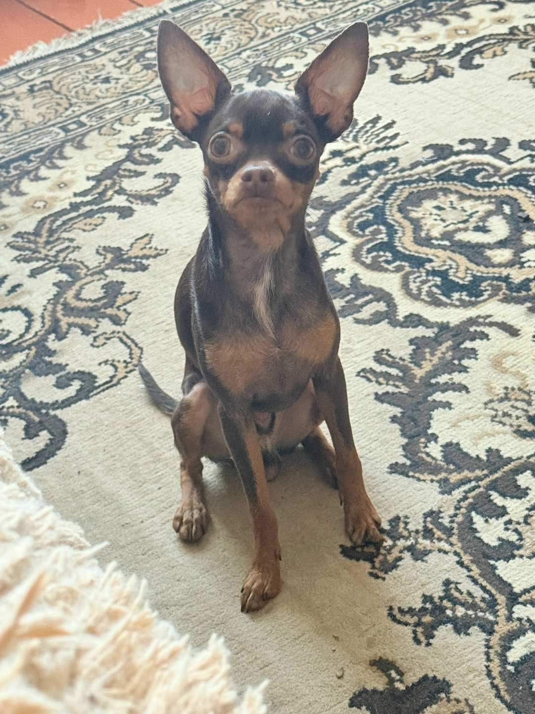 Пропала собака в Курске — фото объявления