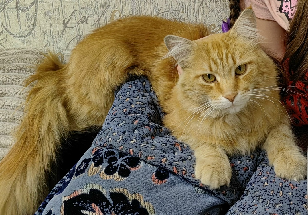 Пропала кошка в Курске — фото объявления