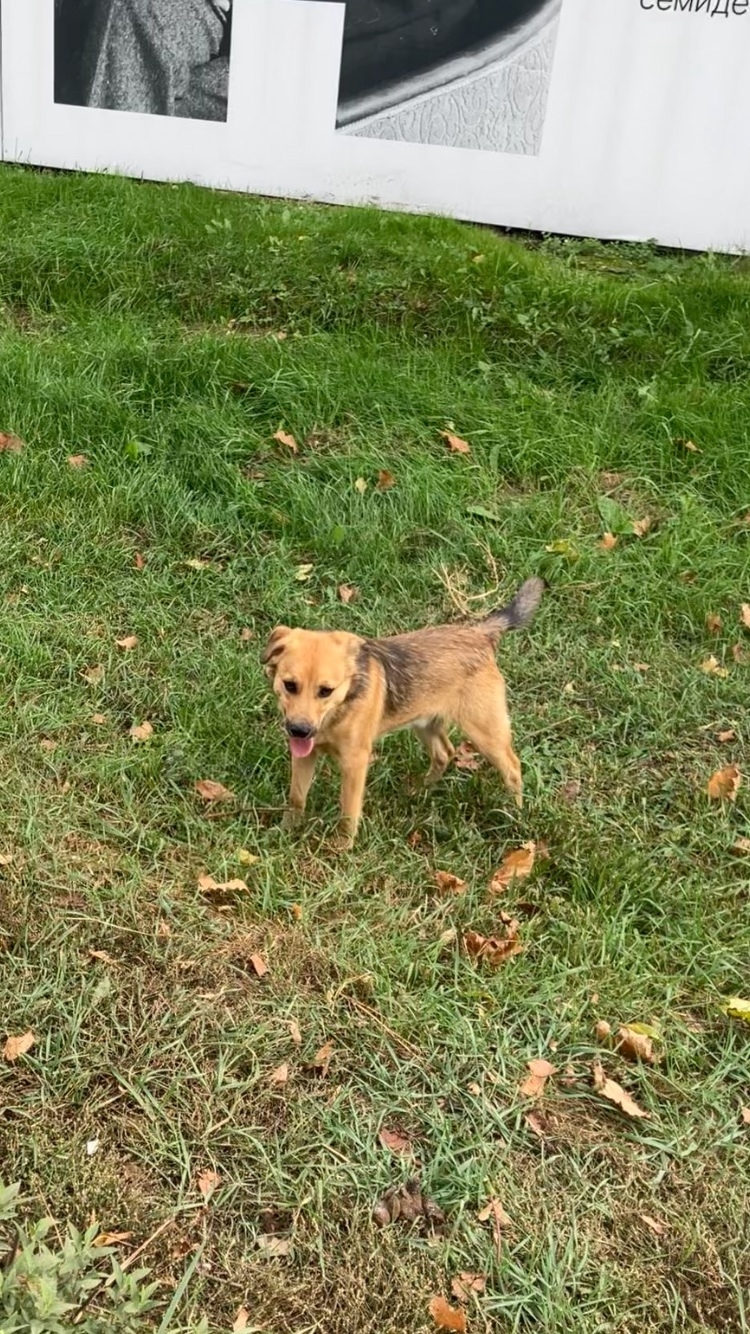 Найдена собака в Курске — фото объявления