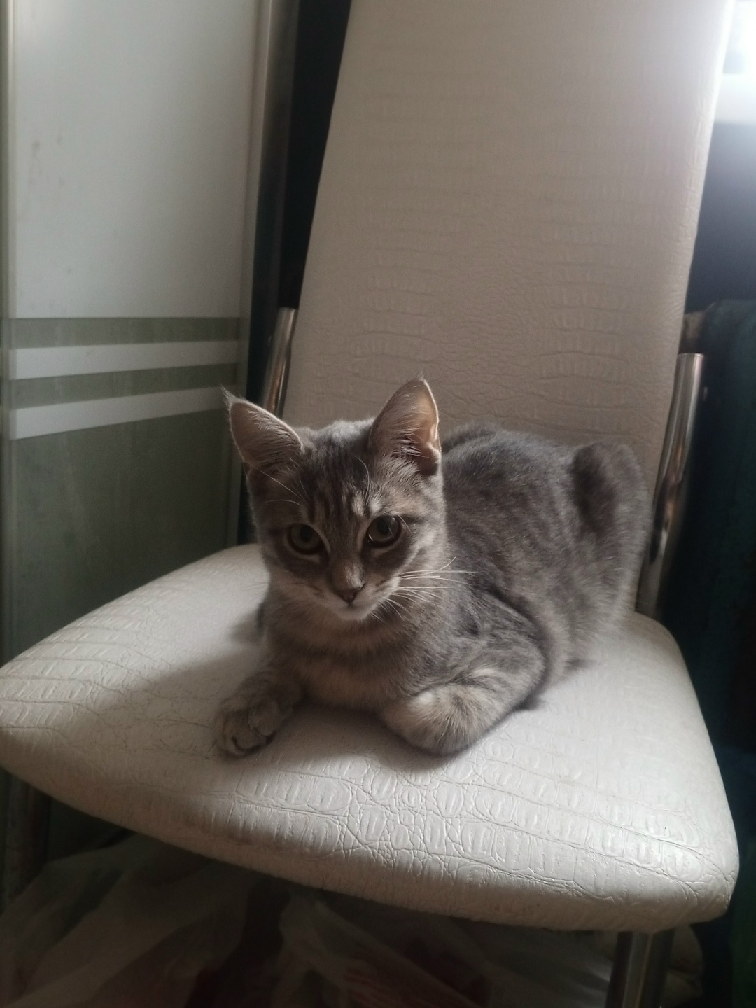 Пропала кошка в Курске — фото объявления